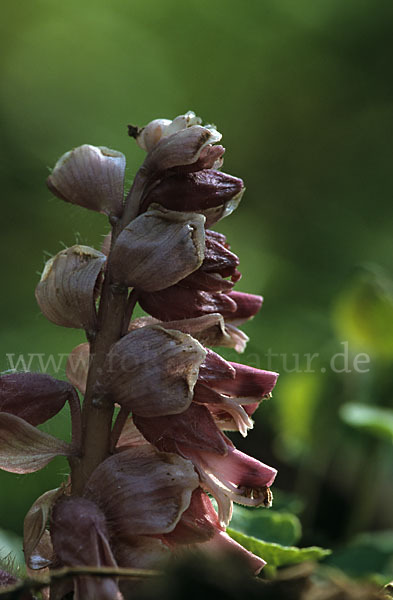 Gewöhnliche Schuppenwurz (Lathraea squamaria)