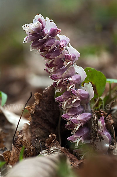 Gewöhnliche Schuppenwurz (Lathraea squamaria)