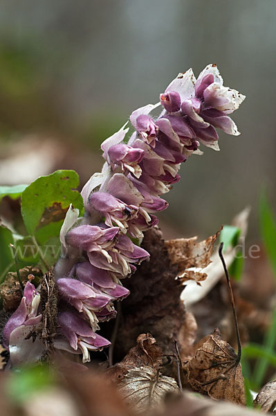 Gewöhnliche Schuppenwurz (Lathraea squamaria)