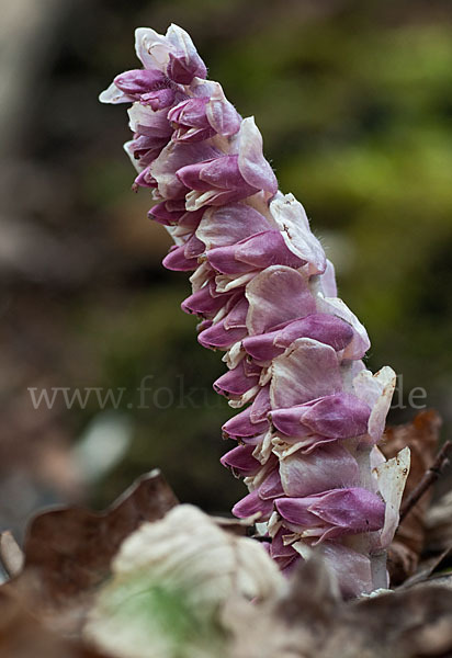 Gewöhnliche Schuppenwurz (Lathraea squamaria)