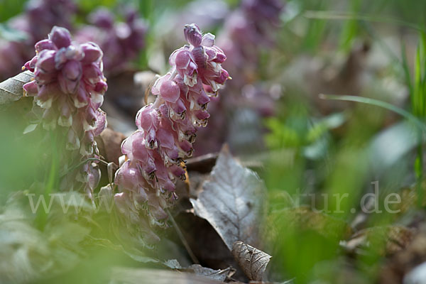 Gewöhnliche Schuppenwurz (Lathraea squamaria)