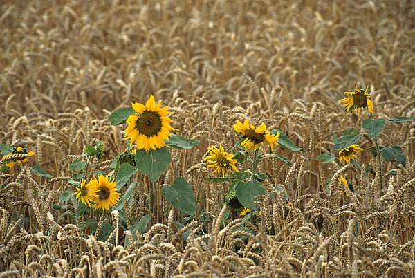 Gewöhnliche Sonnenblume (Helianthus annuus)