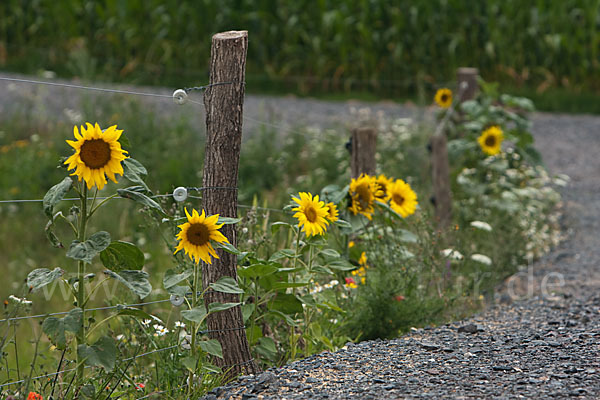 Gewöhnliche Sonnenblume (Helianthus annuus)