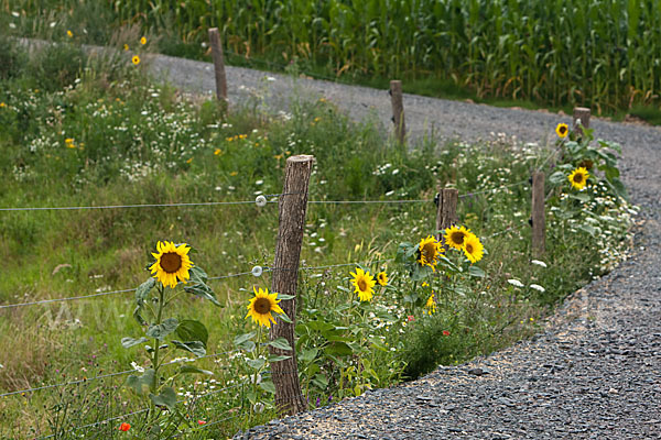 Gewöhnliche Sonnenblume (Helianthus annuus)