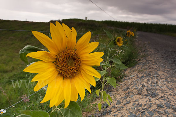 Gewöhnliche Sonnenblume (Helianthus annuus)