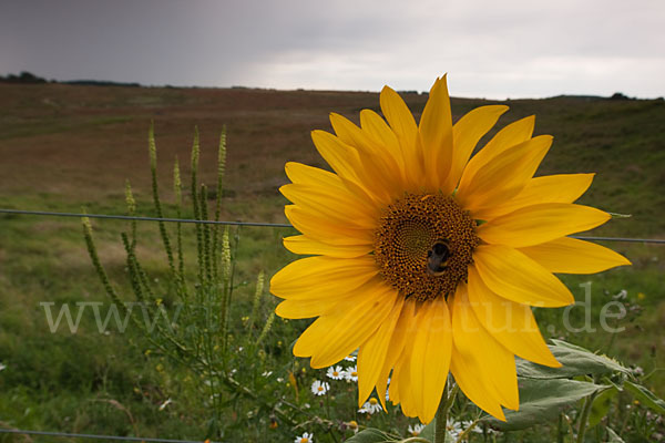 Gewöhnliche Sonnenblume (Helianthus annuus)