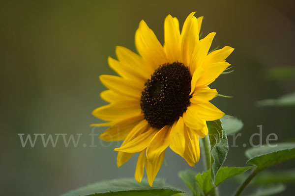 Gewöhnliche Sonnenblume (Helianthus annuus)
