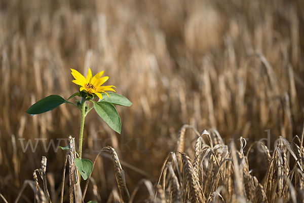 Gewöhnliche Sonnenblume (Helianthus annuus)