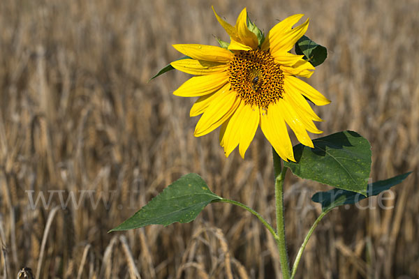 Gewöhnliche Sonnenblume (Helianthus annuus)