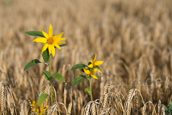 Gewöhnliche Sonnenblume (Helianthus annuus)