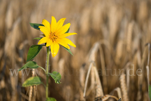 Gewöhnliche Sonnenblume (Helianthus annuus)