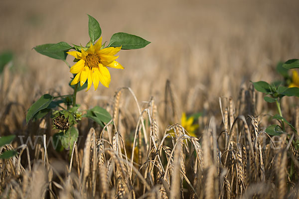 Gewöhnliche Sonnenblume (Helianthus annuus)