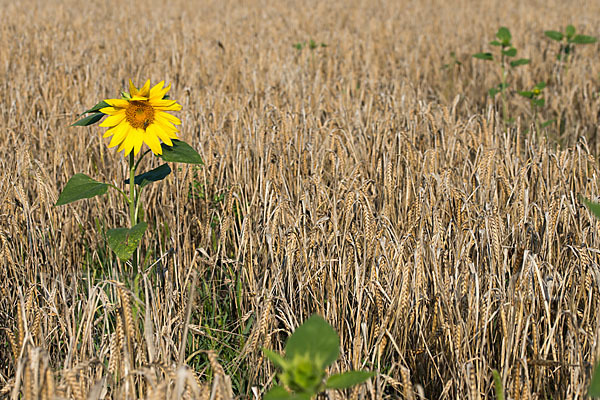 Gewöhnliche Sonnenblume (Helianthus annuus)