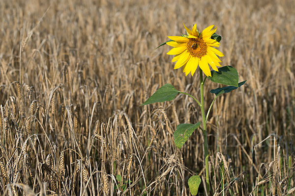 Gewöhnliche Sonnenblume (Helianthus annuus)