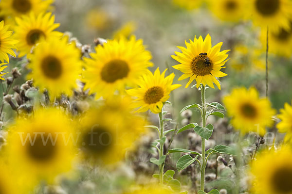 Gewöhnliche Sonnenblume (Helianthus annuus)