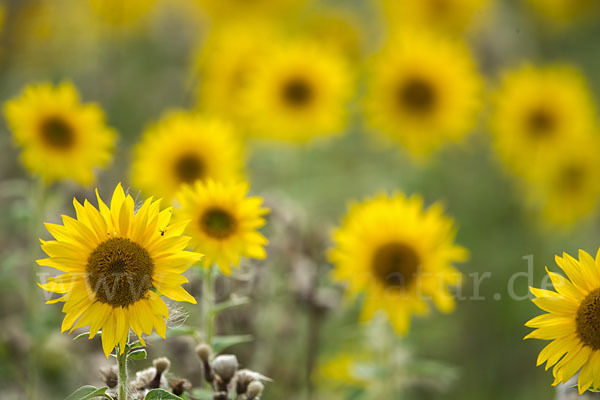 Gewöhnliche Sonnenblume (Helianthus annuus)