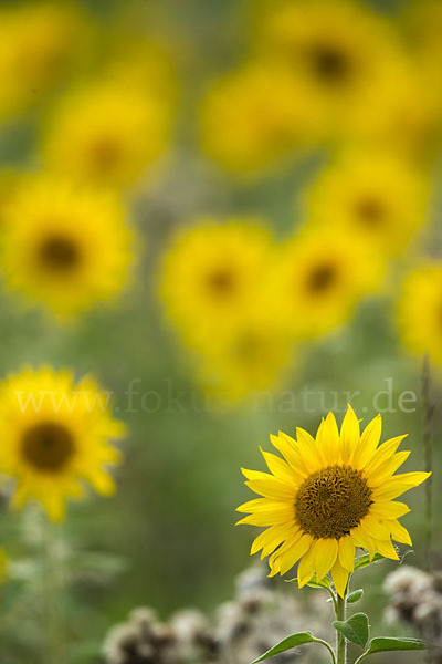 Gewöhnliche Sonnenblume (Helianthus annuus)