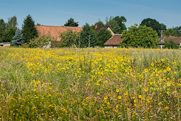 Gewöhnliche Sonnenblume (Helianthus annuus)