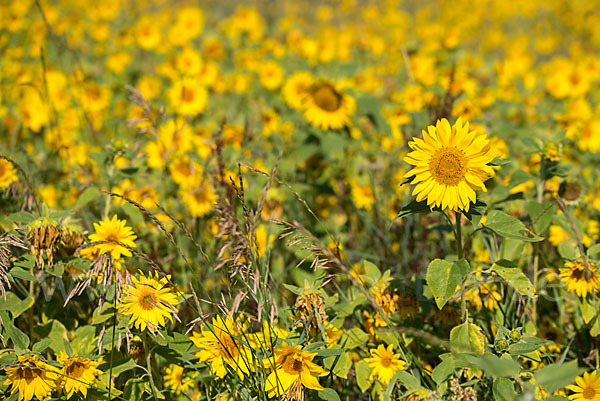 Gewöhnliche Sonnenblume (Helianthus annuus)