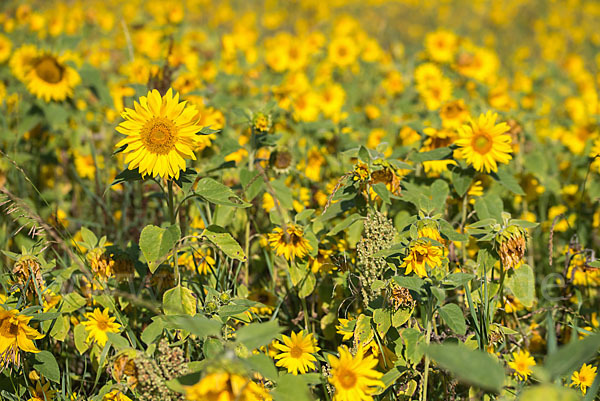 Gewöhnliche Sonnenblume (Helianthus annuus)