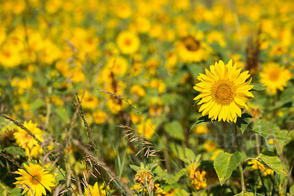 Gewöhnliche Sonnenblume (Helianthus annuus)