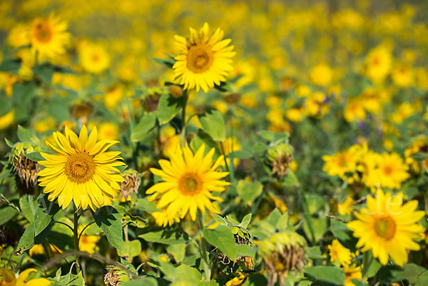 Gewöhnliche Sonnenblume (Helianthus annuus)