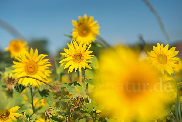 Gewöhnliche Sonnenblume (Helianthus annuus)