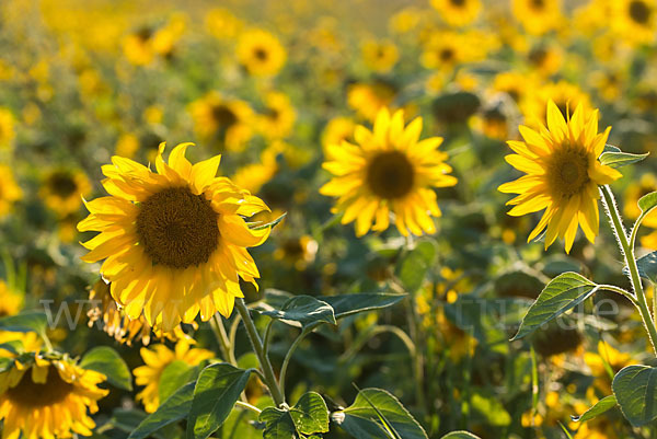 Gewöhnliche Sonnenblume (Helianthus annuus)