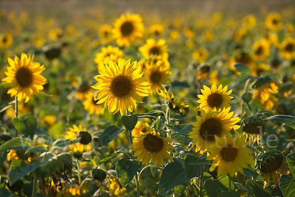 Gewöhnliche Sonnenblume (Helianthus annuus)