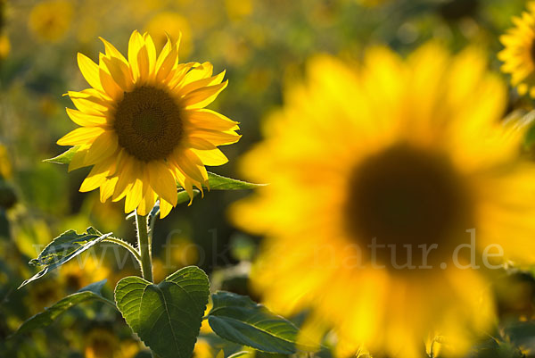 Gewöhnliche Sonnenblume (Helianthus annuus)