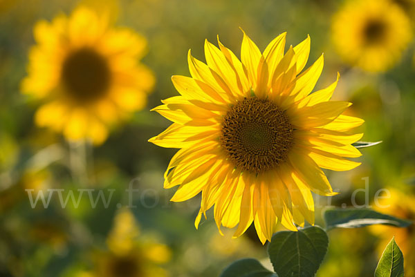 Gewöhnliche Sonnenblume (Helianthus annuus)