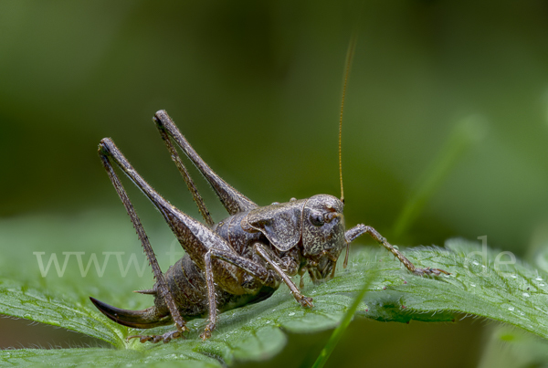 Gewöhnliche Strauchschrecke (Pholidoptera griseoaptera)