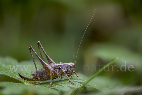 Gewöhnliche Strauchschrecke (Pholidoptera griseoaptera)