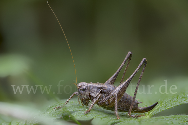 Gewöhnliche Strauchschrecke (Pholidoptera griseoaptera)