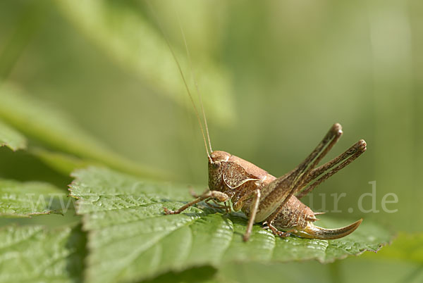 Gewöhnliche Strauchschrecke (Pholidoptera griseoaptera)