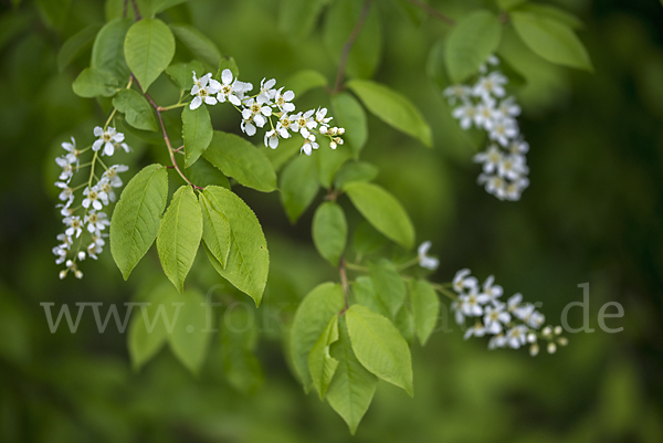 Gewöhnliche Traubenkirsche (Prunus padus)