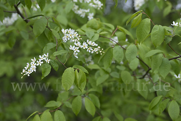 Gewöhnliche Traubenkirsche (Prunus padus)