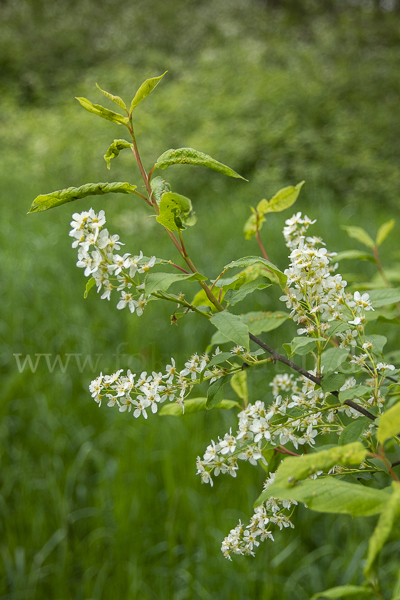 Gewöhnliche Traubenkirsche (Prunus padus)