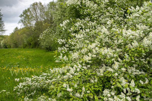 Gewöhnliche Traubenkirsche (Prunus padus)