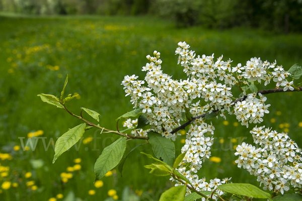 Gewöhnliche Traubenkirsche (Prunus padus)