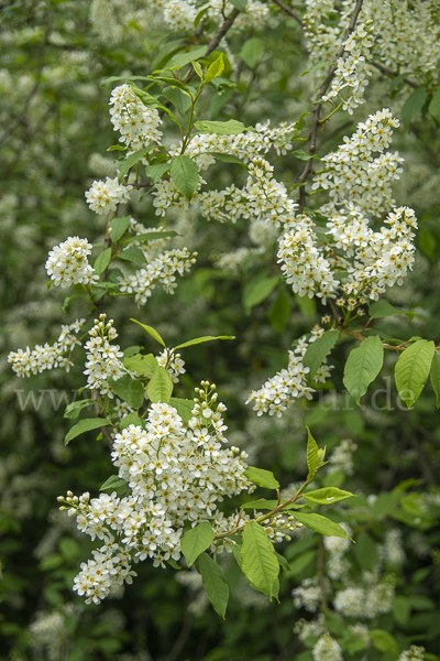 Gewöhnliche Traubenkirsche (Prunus padus)