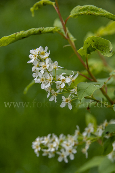 Gewöhnliche Traubenkirsche (Prunus padus)