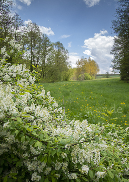 Gewöhnliche Traubenkirsche (Prunus padus)