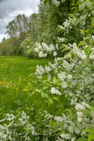 Gewöhnliche Traubenkirsche (Prunus padus)