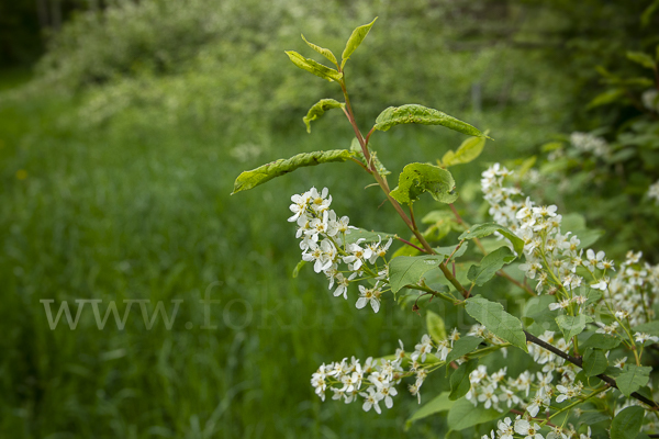 Gewöhnliche Traubenkirsche (Prunus padus)