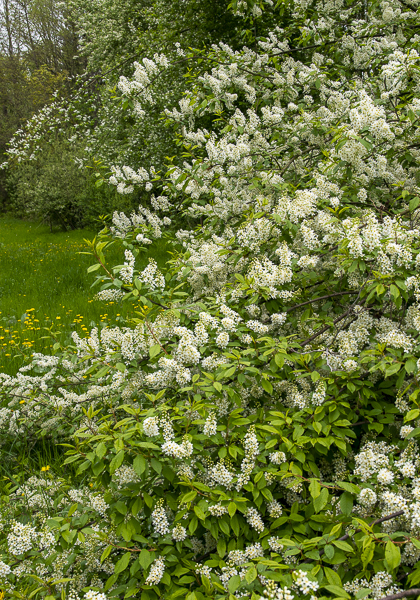 Gewöhnliche Traubenkirsche (Prunus padus)