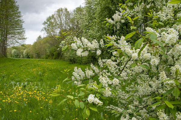 Gewöhnliche Traubenkirsche (Prunus padus)