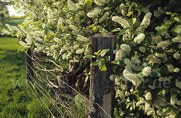 Gewöhnliche Traubenkirsche (Prunus padus)