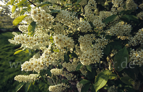 Gewöhnliche Traubenkirsche (Prunus padus)