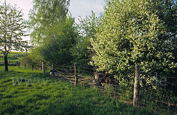 Gewöhnliche Traubenkirsche (Prunus padus)